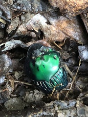 Oxysternon conspicillatum