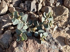 Euphorbia micromera
