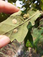 Neuroterus albipes