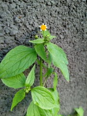 Galinsoga parviflora