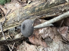 Cyanula