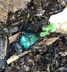 Oxysternon conspicillatum