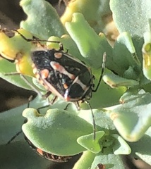 Bagrada hilaris
