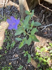 Ruellia nudiflora
