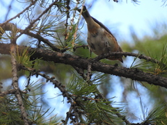 Fringilla montifringilla