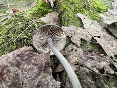 Cyanula