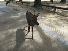 Cervus nippon centralis