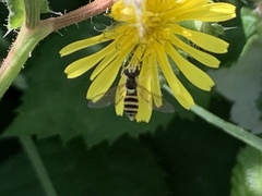 Sphaerophoria sulphuripes