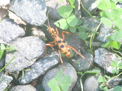 Sphictostethus gravesii