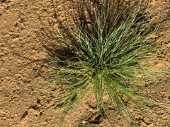 Fimbristylis vahlii