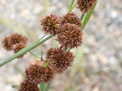 Juncus ensifolius