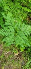 Pteridium aquilinum latiusculum