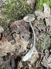 Cyanula
