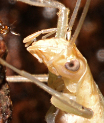 Oecanthus exclamationis
