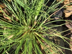 Fimbristylis vahlii