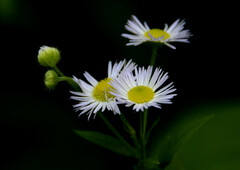 Erigeron strigosus