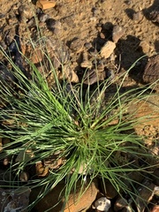 Fimbristylis vahlii
