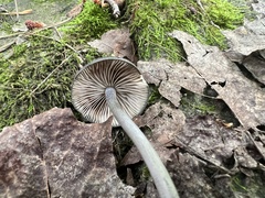 Cyanula