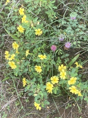 Oxalis frutescens