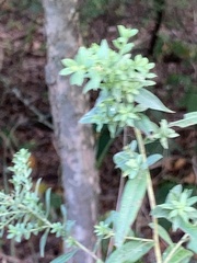 Procecidochares atra