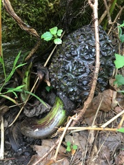 Symplocarpus foetidus