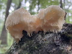 Hericium americanum