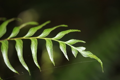 Asplenium nitens