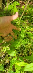 Equisetum sylvaticum