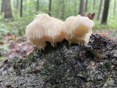 Hericium americanum