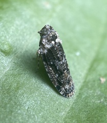 Catonia nava