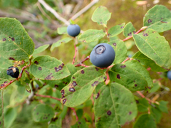 Vaccinium ovalifolium