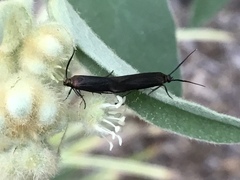 Coleophora mayrella