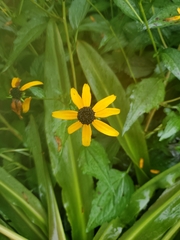 Rudbeckia
