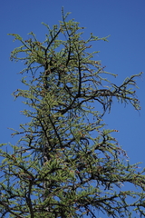 Larix lyallii