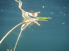 Potamogeton nodosus