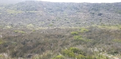 Tragelaphus oryx oryx