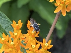 Megachilinae