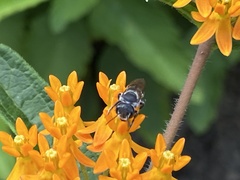Megachilinae