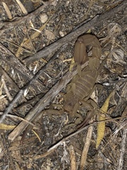 Paravaejovis confusus