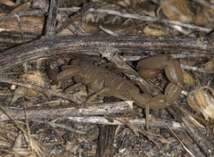 Paravaejovis confusus