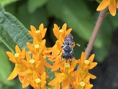 Megachilinae
