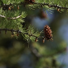 Larix lyallii