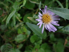 Symphyotrichum subspicatum