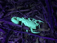 Paravaejovis confusus