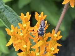 Megachilinae
