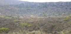Tragelaphus oryx oryx