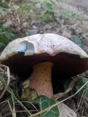 Rubroboletus satanas