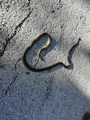 Zamenis longissimus