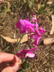 Lathyrus latifolius