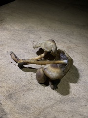 Psilocybe caerulescens